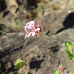 Pelargonium australe (Austral Stork's-bill) at Greenway, ACT - 22 Feb 2015 by MichaelBedingfield