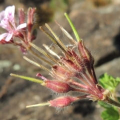 Pelargonium australe at Greenway, ACT - 22 Feb 2015