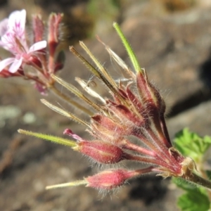 Pelargonium australe at Greenway, ACT - 22 Feb 2015