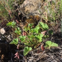 Pelargonium australe at Greenway, ACT - 22 Feb 2015