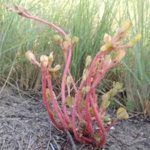 Portulaca oleracea at Greenway, ACT - 22 Feb 2015 06:52 PM