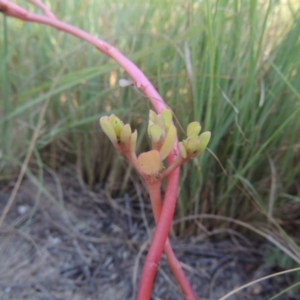 Portulaca oleracea at Greenway, ACT - 22 Feb 2015 06:52 PM