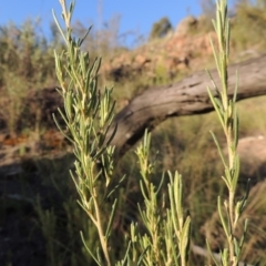 Bertya rosmarinifolia (Rosemary Bertya) at Greenway, ACT - 22 Feb 2015 by MichaelBedingfield