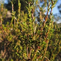 Calytrix tetragona (Common Fringe-myrtle) at Greenway, ACT - 22 Feb 2015 by MichaelBedingfield