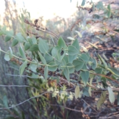 Veronica perfoliata (Digger's Speedwell) at Greenway, ACT - 22 Feb 2015 by MichaelBedingfield