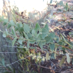 Veronica perfoliata at Greenway, ACT - 22 Feb 2015