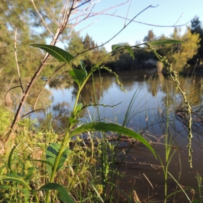 Persicaria hydropiper (Water Pepper) at Greenway, ACT - 22 Feb 2015 by michaelb