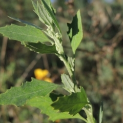 Chenopodium album (Fat Hen) at Greenway, ACT - 22 Feb 2015 by michaelb