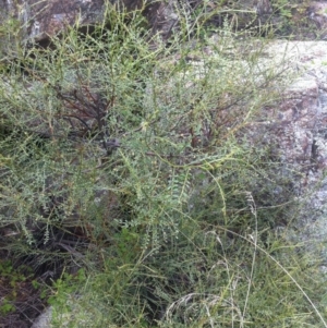 Indigofera adesmiifolia at Molonglo River Reserve - 3 Mar 2015 12:17 PM