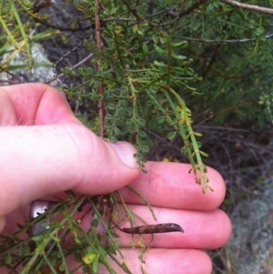 Indigofera adesmiifolia at Molonglo River Reserve - 3 Mar 2015