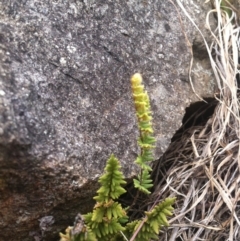 Cheilanthes distans (Bristly Cloak Fern) at Molonglo River Reserve - 3 Mar 2015 by RichardMilner