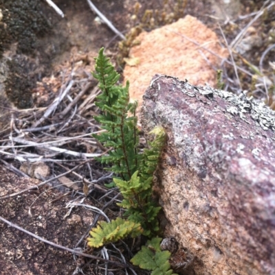 Cheilanthes distans (Bristly Cloak Fern) at Molonglo River Reserve - 3 Mar 2015 by RichardMilner