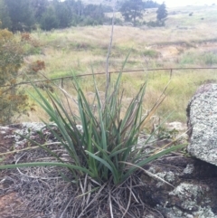 Dianella sp. aff. longifolia (Benambra) (Pale Flax Lily, Blue Flax Lily) at Coombs, ACT - 3 Mar 2015 by RichardMilner