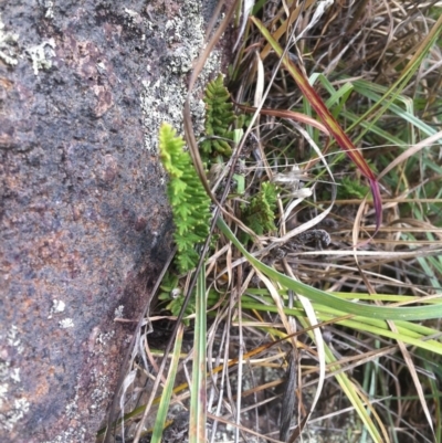 Cheilanthes distans (Bristly Cloak Fern) at Molonglo River Reserve - 3 Mar 2015 by RichardMilner