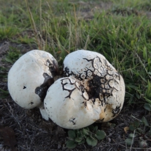 Calvatia sp. at Rendezvous Creek, ACT - 5 Mar 2015