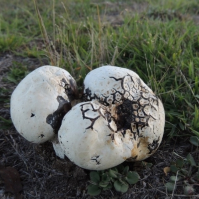 Calvatia sp. (a puffball ) at Rendezvous Creek, ACT - 5 Mar 2015 by MichaelBedingfield