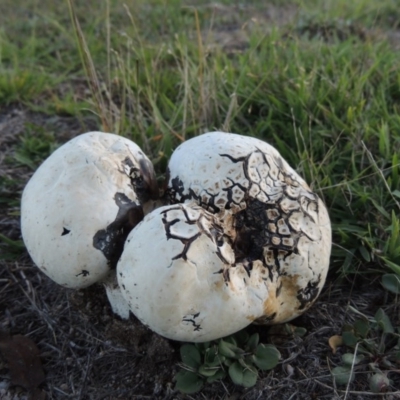 Calvatia sp. (a puffball ) at Namadgi National Park - 5 Mar 2015 by michaelb