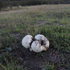 Calvatia sp. at Rendezvous Creek, ACT - 5 Mar 2015