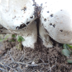 Calvatia sp. at Rendezvous Creek, ACT - 5 Mar 2015