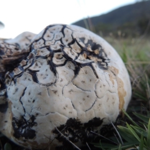 Calvatia sp. at Rendezvous Creek, ACT - 5 Mar 2015