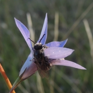 Wahlenbergia capillaris at Rendezvous Creek, ACT - 5 Mar 2015 06:34 PM