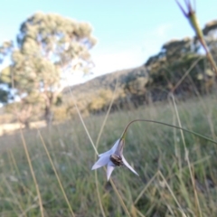 Wahlenbergia capillaris at Rendezvous Creek, ACT - 5 Mar 2015 06:34 PM