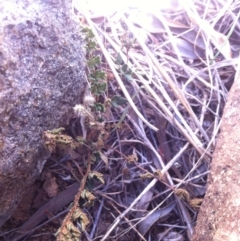 Cheilanthes distans (Bristly Cloak Fern) at Molonglo River Reserve - 6 Mar 2015 by RichardMilner