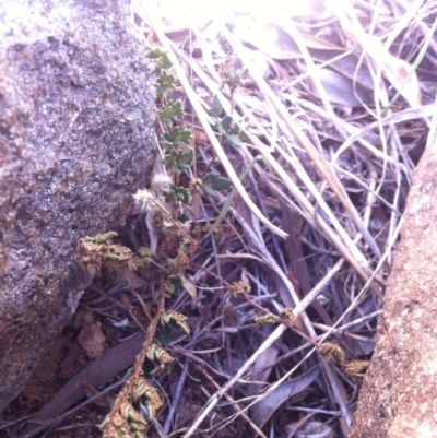 Cheilanthes distans (Bristly Cloak Fern) at Molonglo River Reserve - 6 Mar 2015 by RichardMilner