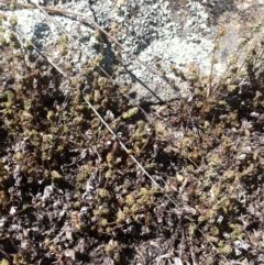 Cheilanthes distans (Bristly Cloak Fern) at Molonglo River Reserve - 6 Mar 2015 by RichardMilner