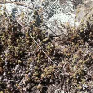 Cheilanthes distans at Molonglo River Reserve - 6 Mar 2015 11:33 AM