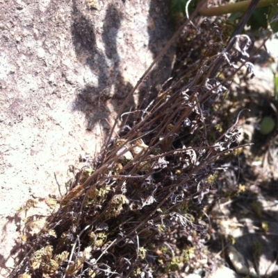 Cheilanthes distans (Bristly Cloak Fern) at Molonglo River Reserve - 6 Mar 2015 by RichardMilner