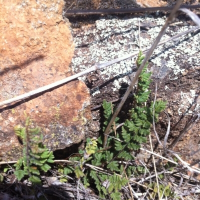 Cheilanthes distans (Bristly Cloak Fern) at Molonglo River Reserve - 6 Mar 2015 by RichardMilner