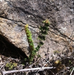 Cheilanthes distans (Bristly Cloak Fern) at Molonglo River Reserve - 6 Mar 2015 by RichardMilner