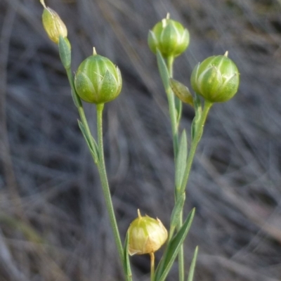 Linum marginale (Native Flax) at Bruce, ACT - 4 Mar 2015 by RWPurdie