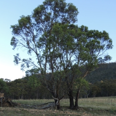 Eucalyptus stellulata (Black Sally) at Rendezvous Creek, ACT - 5 Mar 2015 by michaelb