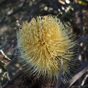 Banksia marginata at Rendezvous Creek, ACT - 5 Mar 2015 06:00 PM