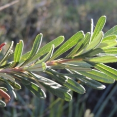 Banksia marginata at Rendezvous Creek, ACT - 5 Mar 2015 06:00 PM