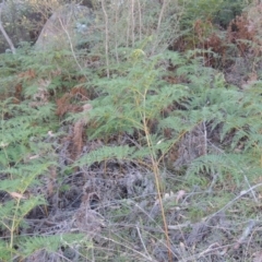 Pteridium esculentum (Bracken) at Namadgi National Park - 5 Mar 2015 by MichaelBedingfield