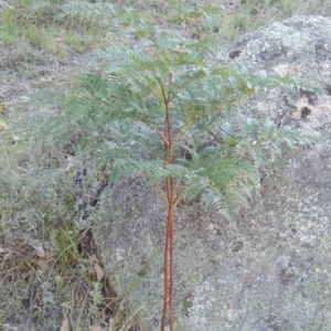 Pteridium esculentum at Rendezvous Creek, ACT - 5 Mar 2015 06:25 PM