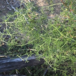 Clematis leptophylla at Campbell, ACT - 7 Mar 2015