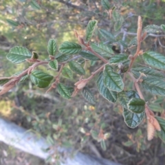 Pomaderris betulina subsp. betulina (Birch Pomaderris) at Campbell, ACT - 7 Mar 2015 by SilkeSma