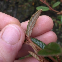 Pomaderris betulina subsp. betulina at Campbell, ACT - 7 Mar 2015