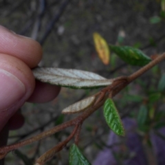 Pomaderris betulina subsp. betulina at Campbell, ACT - 7 Mar 2015