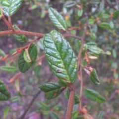 Pomaderris betulina subsp. betulina at Campbell, ACT - 7 Mar 2015