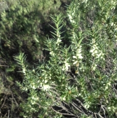 Melichrus urceolatus (Urn Heath) at Majura, ACT - 6 Mar 2015 by SilkeSma