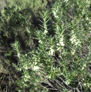 Melichrus urceolatus at Majura, ACT - 7 Mar 2015