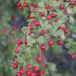 Crataegus monogyna at Paddys River, ACT - 26 Feb 2015 07:28 PM