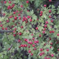 Crataegus monogyna at Paddys River, ACT - 26 Feb 2015