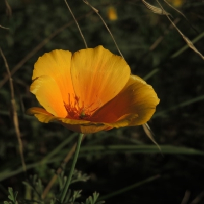 Eschscholzia californica (California Poppy) at Greenway, ACT - 22 Feb 2015 by michaelb