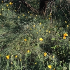 Eschscholzia californica at Greenway, ACT - 22 Feb 2015 07:19 PM